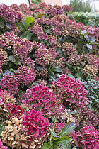 Biosphoto | 2609997 | Hortensia (Hydrangea sp) fleurs en automne, Pas de Calais, France | &copy; Yann Avril / Biosphoto