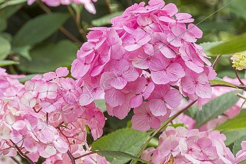 Biosphoto | 2464276 | Hortensia japponais (Hydrangea serrata) 'Preziosa' en fleurs | &copy; Alain Kubacsi / Biosphoto