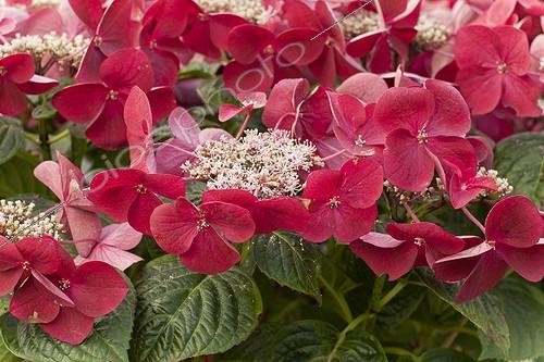 Biosphoto | 1138366 | Hortensia 'Kardinal' en fleur dans un jardin | &copy; Hervé Lenain / Biosphoto