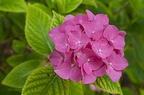 Biosphoto | 1249604 | Hortensia 'Mme G.F. Bier' en fleur dans un jardin | &copy; Frédéric Didillon / Biosphoto