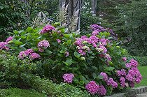 Biosphoto | 1249602 | Hortensia 'Prima' en fleur dans un jardin | &copy; Frédéric Didillon / Biosphoto