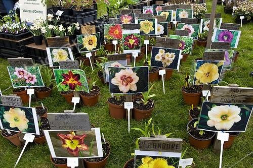 Biosphoto | 754858 | Horticol flowers Flowers show of St Priest France | &copy; Michel Gunther / Biosphoto
