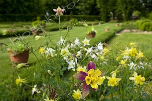Biosphoto | 579516 | Horticultural Ancolie blooming in a garden Bourgogne | &copy; Michel Gunther / Biosphoto