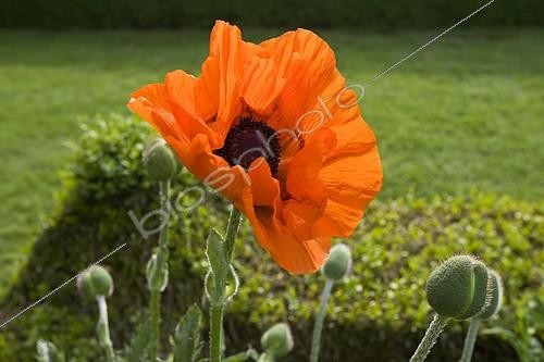 Biosphoto | 579518 | Horticultural Poppy flower variety 'Perry' Bourgogne France | &copy; Michel Gunther / Biosphoto