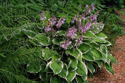 Biosphoto | 55780 | Hosta  Aureomarginata  Jardin de Plantbessin France | &copy; Frédéric Didillon / Biosphoto