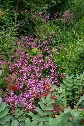 Biosphoto | 55779 | Hosta en fleur Jardin de Plantbessin France | &copy; Frédéric Didillon / Biosphoto