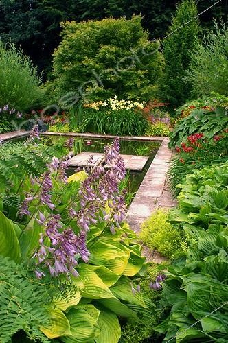 Biosphoto | 55777 | Hosta  Golden Tiara  et bassin Jardin de Plantbessin France | &copy; Frédéric Didillon / Biosphoto