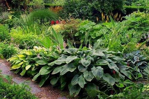 Biosphoto | 55776 | Hosta Jardin de Plantbessin France | &copy; Frédéric Didillon / Biosphoto