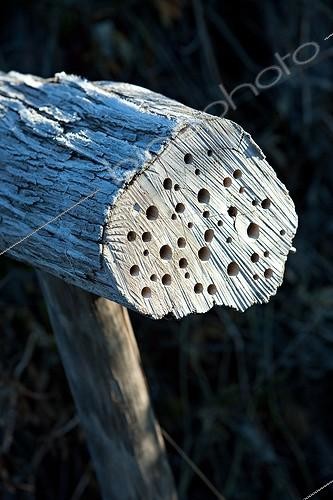 Biosphoto | 1091167 |  Hôtel à insectes  dans un jardin en hiver | &copy; Philippe Giraud / Biosphoto