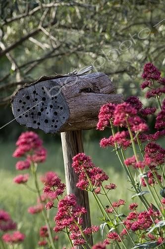 Biosphoto | 1370679 |  Hôtel à insectes  et Valèriane en fleur dans un jardin | &copy; Philippe Giraud / Biosphoto