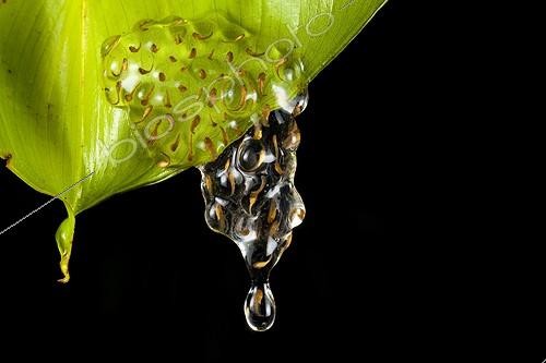 Biosphoto | 2050259 | Hourglass frog (Dendropsophus ebraccatus) larvae, Siquirres, Rainforest, Limon, Costa Rica | &copy; Michael Turco / Biosphoto