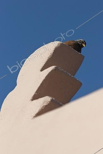Biosphoto | 1987487 | House Bunting on a wall - Medina Marrakech Morocco | &copy; Anne Claire Monna / Biosphoto
