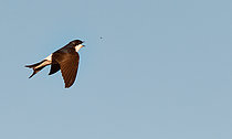 Biosphoto | 2545072 | House Martin (Delichon urbicum) capturing an insect in flight, Vosges du Nord Regional Nature Park, France | &copy; Michel Rauch / Biosphoto