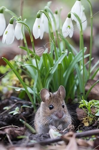 Biosphoto | 2285020 | House mouse (Mus musculus) looking out of its burrow, Hesse, Germany, Europe | &copy; Wilfried Martin / imageBROKER / Biosphoto
