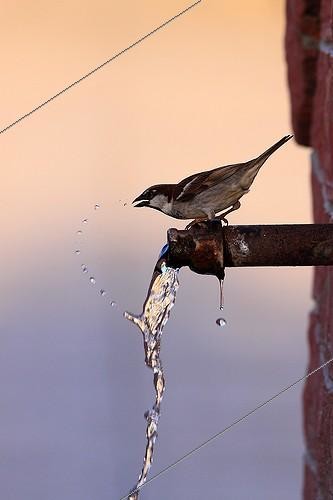 Biosphoto | 754506 | House Sparrow drinking to a fontain Kerkini Lake Greece | &copy; Pierre Huguet-Dubief / Biosphoto
