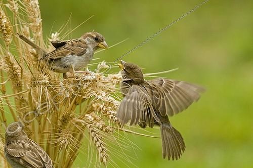 Biosphoto | 627065 | House Sparrow fighing in the wheat France | &copy; Gérard Soury / Biosphoto
