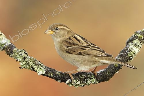 Biosphoto | 2615051 | House Sparrow (Passer domesticus) on a branch, Ardennes, Belgium. | &copy; Christian Cabron / Biosphoto