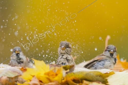 Biosphoto | 1896941 | House sparrows bathing among the dead leaves | &copy; Benoît Personnaz / Biosphoto