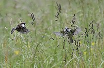 Biosphoto | 2492876 | House sparrows (Passer domesticus) feeding on grass seeds in flight, Vosges du Nord Regional Nature Park, France | &copy; Michel Rauch / Biosphoto
