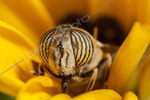 Biosphoto | 1852010 | Hoverfly eating in a flower France | &copy; Olivier Miniato / Biosphoto