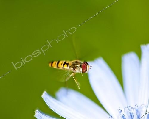 Biosphoto | 1444844 | Hoverfly in flight over a chicory flower Germany | &copy; Berndt Fischer / Biosphoto