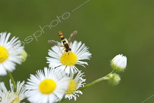 Biosphoto | 1987469 | Hoverfly on Daisy flowers - Slovenia | &copy; Anne Claire Monna / Biosphoto