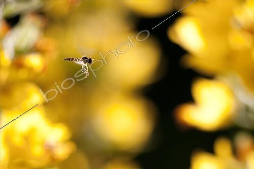 Biosphoto | 2086714 | Hoverfly (Syrphus sp) flying in flowers, Grand Est, France | &copy; Cédric Join / Biosphoto