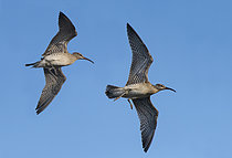 Biosphoto | 2609405 | Hudsonian Whimbrel (Numenius phaeopus) in autumn migratory flight, Brittany, France | &copy; Michel Rauch / Biosphoto