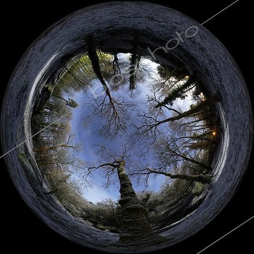 Biosphoto | 1159960 | Huelgoat forest covered with snow ; A large tree without its leaves rises into the sky. | &copy; Laurent Laveder / Biosphoto