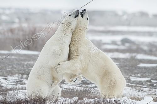 Biosphoto | 2057247 | Hug me - two polar bear hugginh during a fight | &copy; Alberto Ghizzi Panizza / Biosphoto
