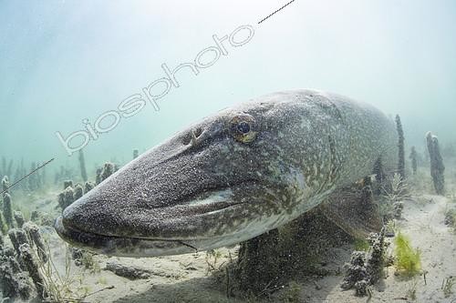 Biosphoto | 2172136 | Huge Pike (Esox lucius) over a meter resting on the bottom, Lake Neuchâtel, Canton of Neuchâtel, Switzerland | &copy; Rémi Masson / Biosphoto