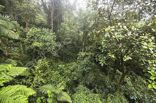 Biosphoto | 2619386 | Humid equatorial forest, Ecuador. The forest is composed of several layers of vegetation. In the foreground, one can clearly distinguish tree ferns and herbaceous plants, followed by a shrub layer and trees of varying heights that form a closed canopy, limiting the penetration of sunlight to the forest floor. There is a great variety of leaf shapes, textures, and shades of green, which reflects the competition for access to light and nutrients in an environment where growth is rapid due to constant warmth and humidity. The humidity levels are very high, typical of areas located near the equator, where rainfall is abundant throughout the year. | &copy; Claudius Thiriet / Biosphoto