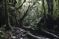 Biosphoto | 480884 | Humid undergrowth of altitude tropical forest Nicaragua | &copy; Julien Menghini / Biosphoto