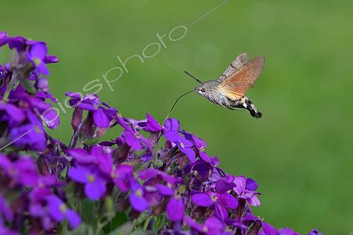Biosphoto | 2627037 | Hummingbird Hawk Moth (Macroglossum stellatarum), Lorraine, France | &copy; Régis Cavignaux / Biosphoto