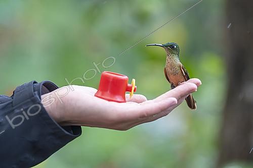 Biosphoto | 2628073 | Hummingbird in hand, Fawn-breasted Brilliant (Heliodoxa rubinoides), Tandayapa, Ecuador. | &copy; Vincent Premel / Biosphoto