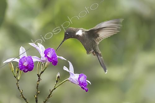 Biosphoto | 2619383 | Hummingbird in hovering flight, inserting their long slender beak into the flower to extract nectar. The flower is an orchid of the genus Sobralia, often referred to as  bamboo orchids  due to their stem. Ecuador. | &copy; Claudius Thiriet / Biosphoto