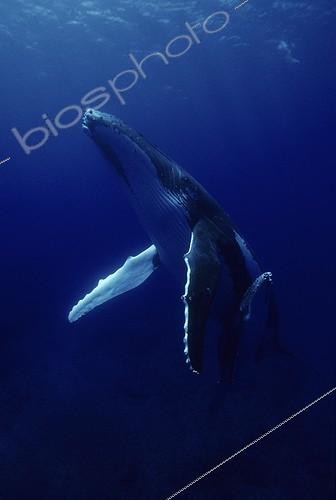 Biosphoto | 547052 | Humpback whale and calf  island Rurutu Austral Polynesia | &copy; Yves Lefèvre / Biosphoto