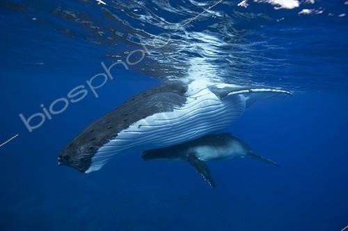 Biosphoto | 1996672 | Humpback whale and young sleeping surface - Polynesia  | &copy; Yves Lefèvre / Biosphoto