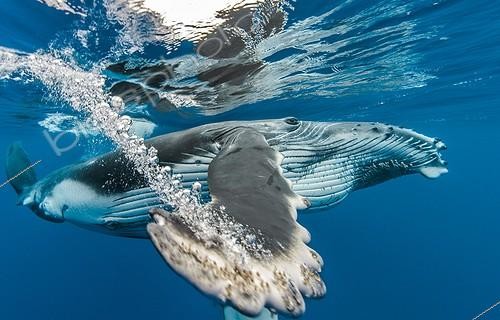 Biosphoto | 2042009 | Humpback whale beneath the surface - French Polynesia | &copy; Fabien Michenet / Biosphoto