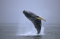Biosphoto | 179415 | Humpback whale jumping Glacier Bay NP Alaska | &copy; Robert Valarcher / Biosphoto