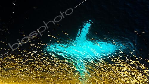 Biosphoto | 2407306 | Humpback whale (Megaptera novaeangliae) adult in transparency with golden reflections in the Southern Ocean, Antarctic | &copy; Raphaël Sané / Biosphoto