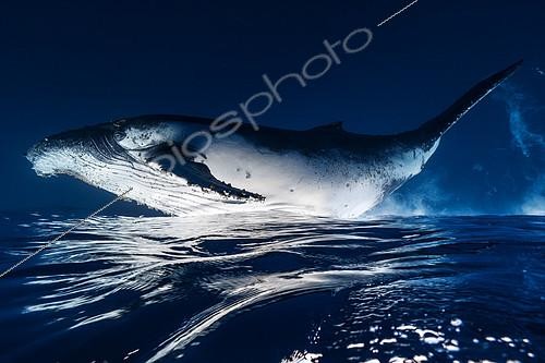 Biosphoto | 2091134 | Humpback whale (Megaptera novaeangliae) below the surface, Indian Ocean, Reunion | &copy; Gabriel Barathieu / Biosphoto