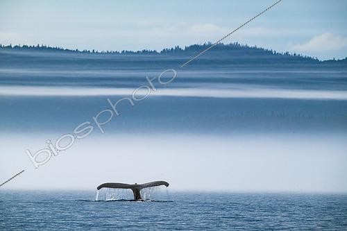 Biosphoto | 2618501 | Humpback Whale Tail (Megaptera novaeangliae), Saint Lawrence River, Grandes Bergeronnes, Quebec, Canada. | &copy; Stéphane Vitzthum / Biosphoto