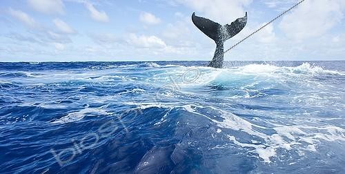 Biosphoto | 1952818 | Humpback whale tail on surface - Vava?u Tonga | &copy; Tobias Bernhard Raff / Biosphoto