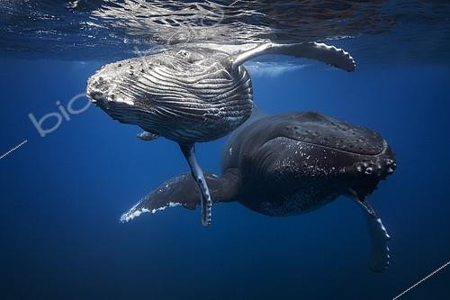 Biosphoto | 2091117 | Humpback whales (Megaptera novaeangliae) and young below the surface, Indian Ocean, Reunion | &copy; Gabriel Barathieu / Biosphoto