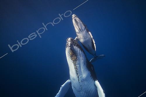 Biosphoto | 2091114 | Humpback whales (Megaptera novaeangliae), Indian Ocean, Reunion | &copy; Gabriel Barathieu / Biosphoto