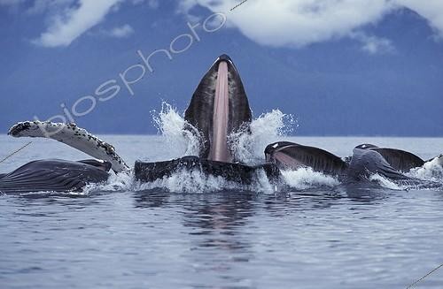 Biosphoto | 13542 | Humpback Whales predating & eating in group Alaska USA | &copy; Brandon Cole / Biosphoto