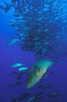 Biosphoto | 746883 | Humpback Wrasse, Sinai, Ras Mohammed, Red Sea, Egypt | &copy; Borut Furlan / WaterFrame / Biosphoto