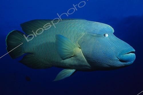 Biosphoto | 653110 | Humphead Wrasse swimming in open water Red Sea Egypt | &copy; Didier Brandelet / Biosphoto