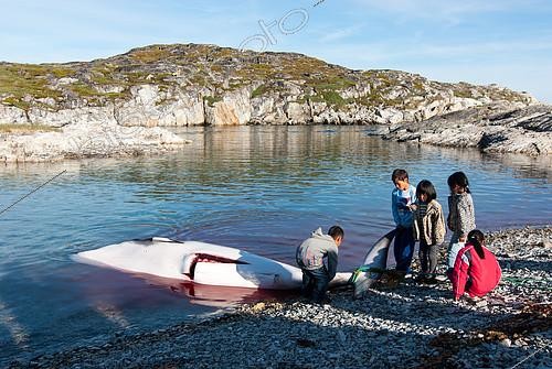 Biosphoto | 2406144 | Hunting and community sharing of a Whale (Balaenoptera acutorostrata) by Inuit, Greenland | &copy; Raphaël Sané / Biosphoto